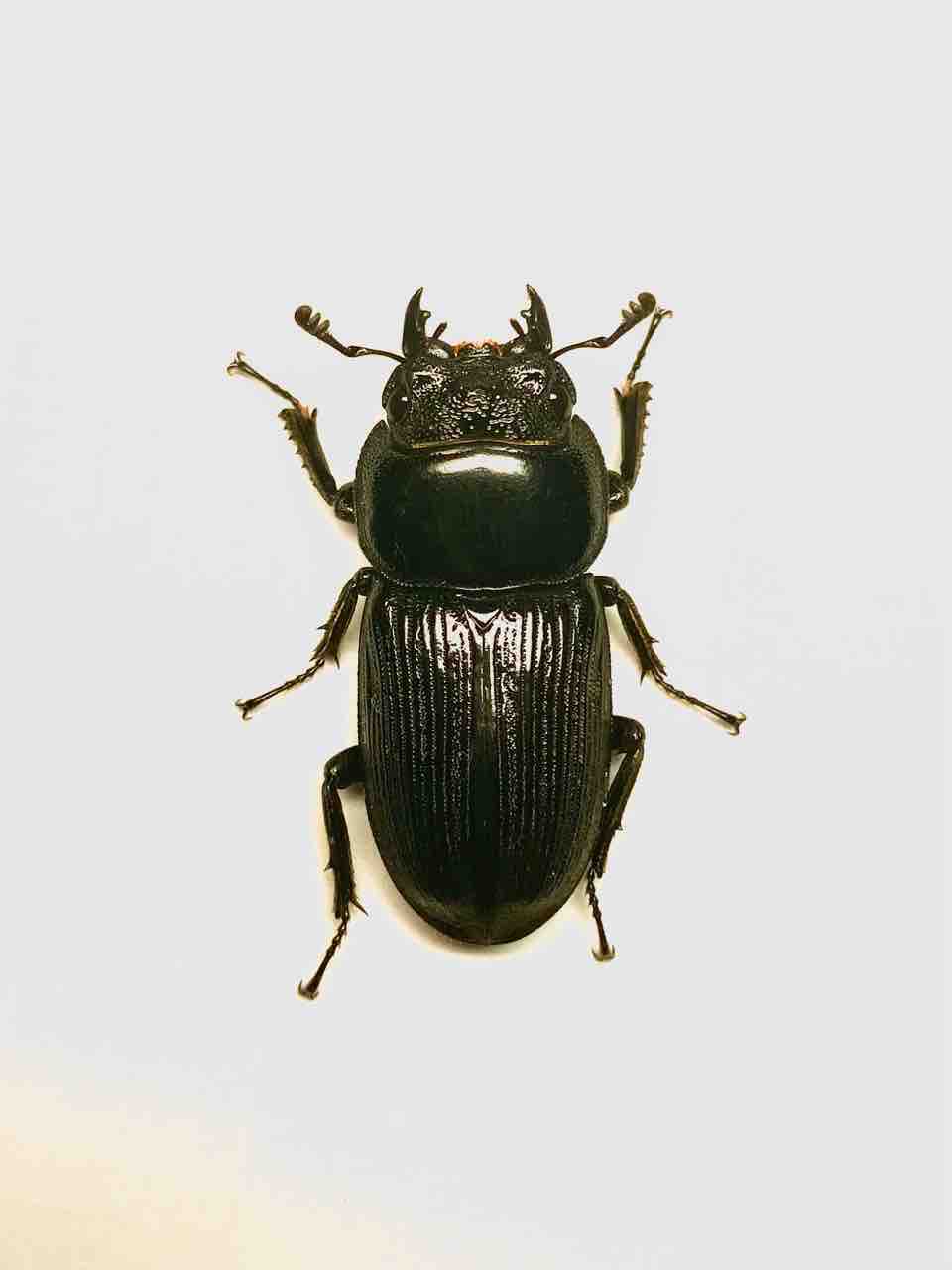 パリーオオクワガタ(astridae)飼育記～WF1～ : 黒虫農場