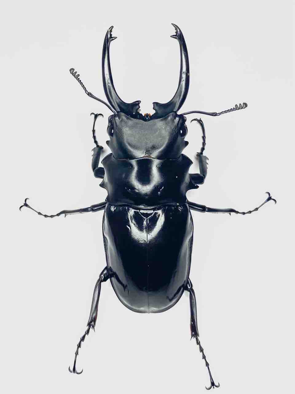 ダールマンツヤクワガタ(celebensis・C,Sulawesi)飼育記 : 黒虫農場 ダールマンツヤクワガタ(celebensis・C,Sulawesi)飼育記 : 黒虫農場