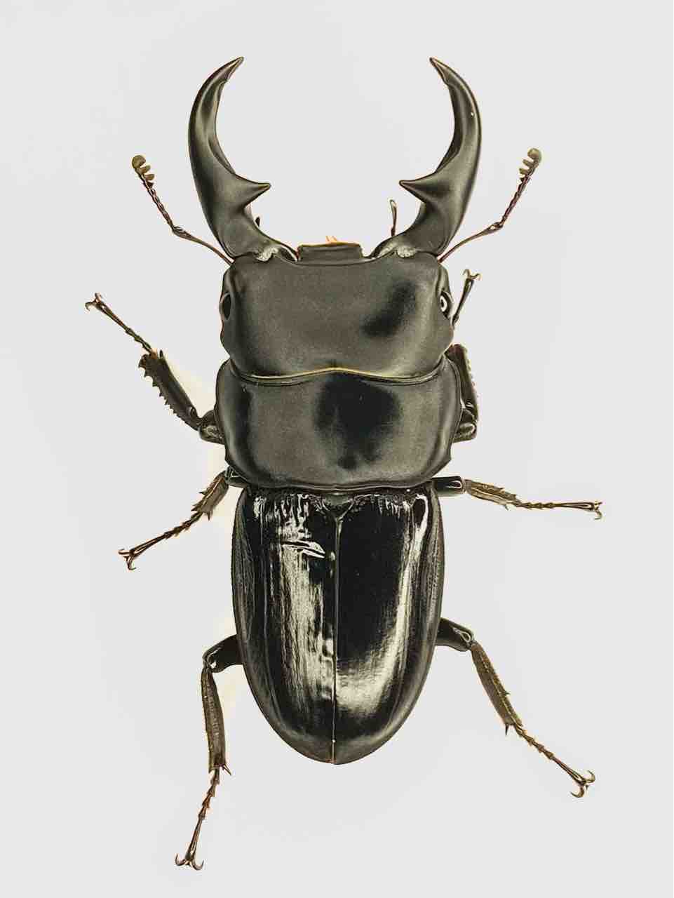 パリーオオクワガタ(ungaiae?)を買ったよ！？ : 黒虫農場