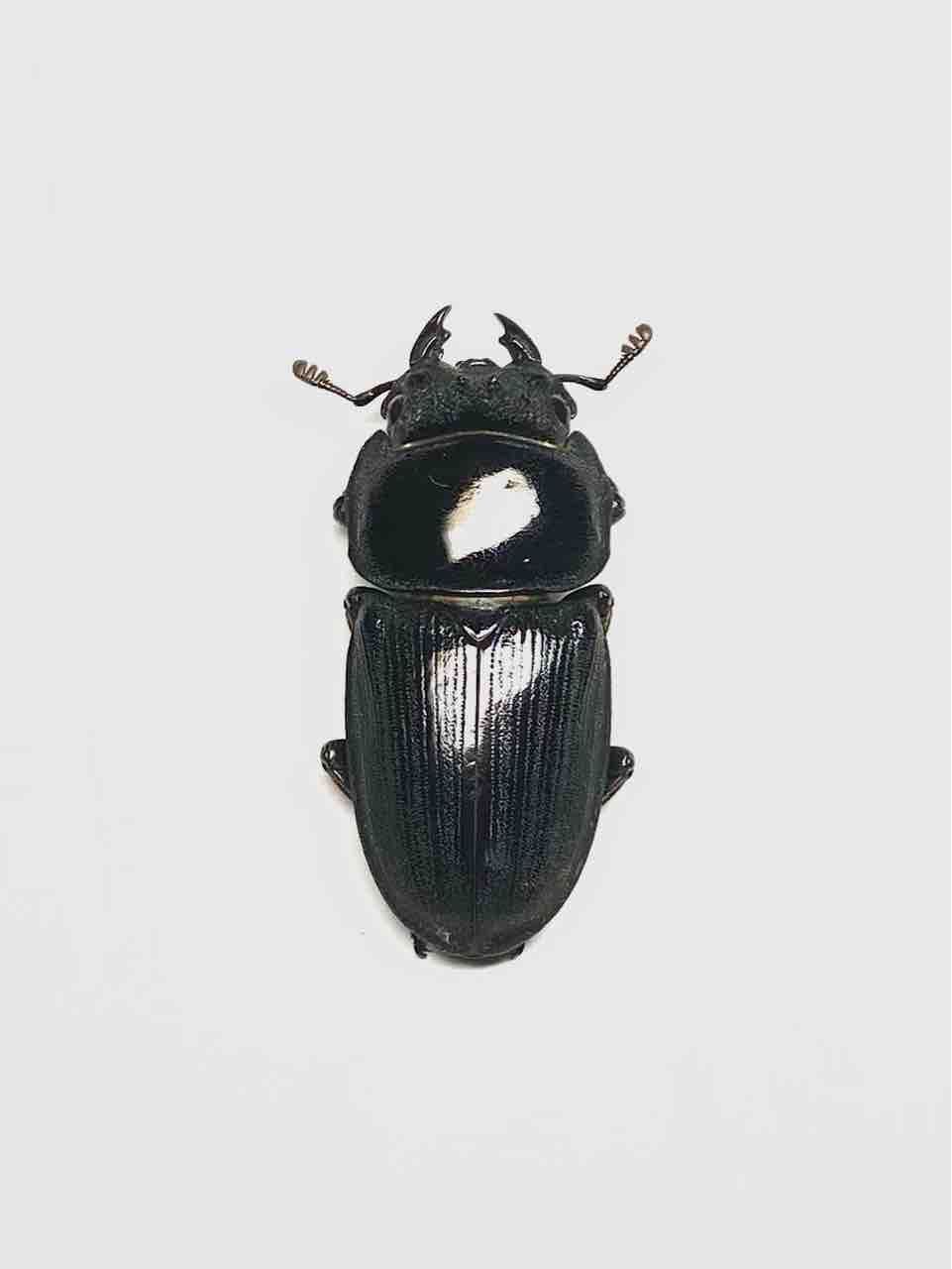 オオクワ♂6匹♀8匹まとめて14匹 パリーオオクワガタ(volscens)飼育記① : 黒虫農場