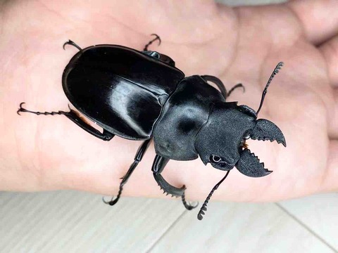 2025年最新】ラティペニスツヤクワガタの人気アイテム - メルカリ