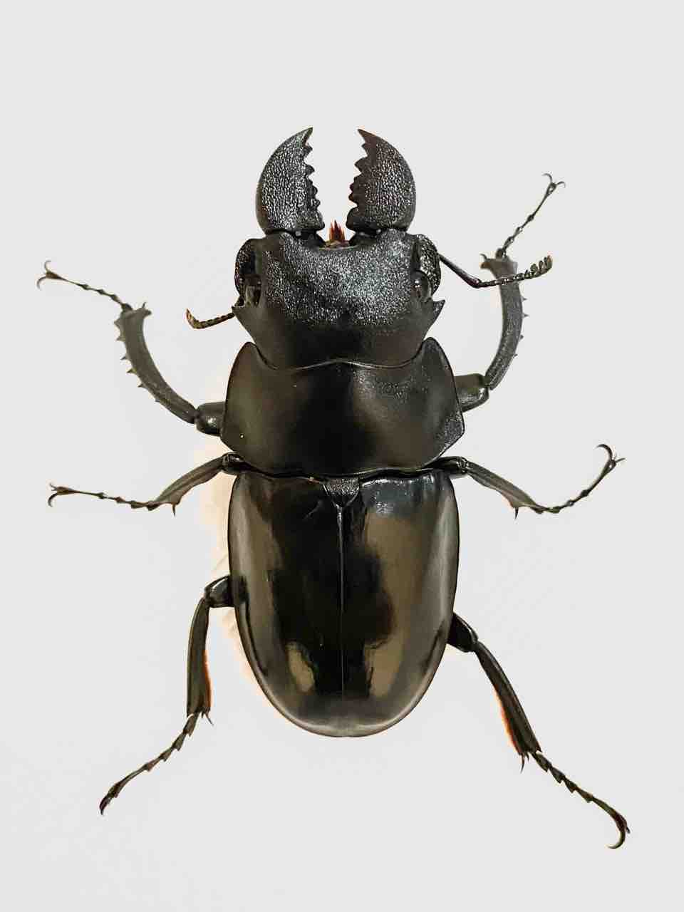 ラティペニスツヤクワガタ飼育記 : 黒虫農場