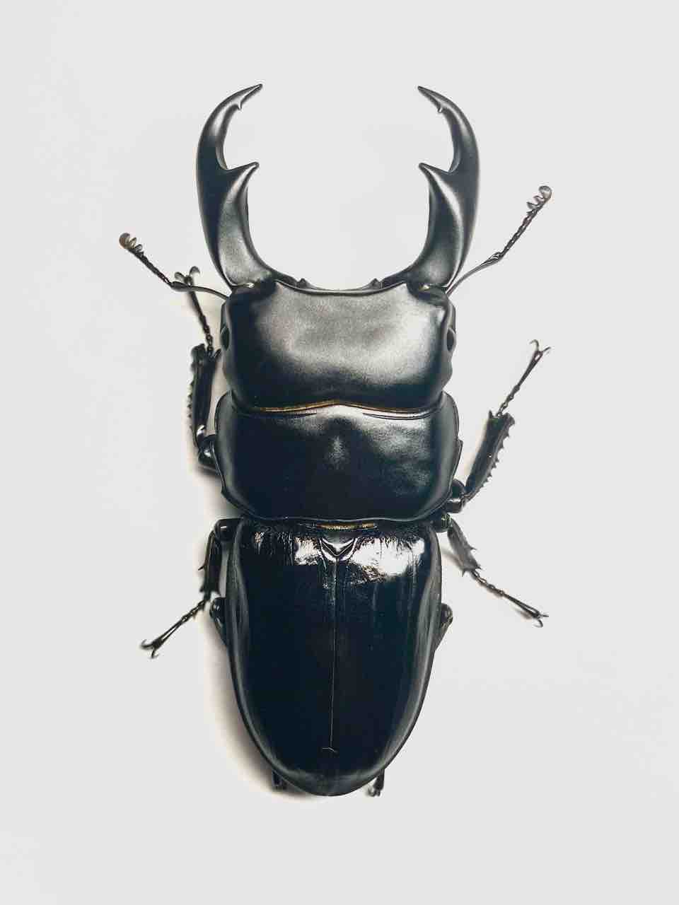 パリーオオクワガタ(astridae)飼育記～WF1～ : 黒虫農場