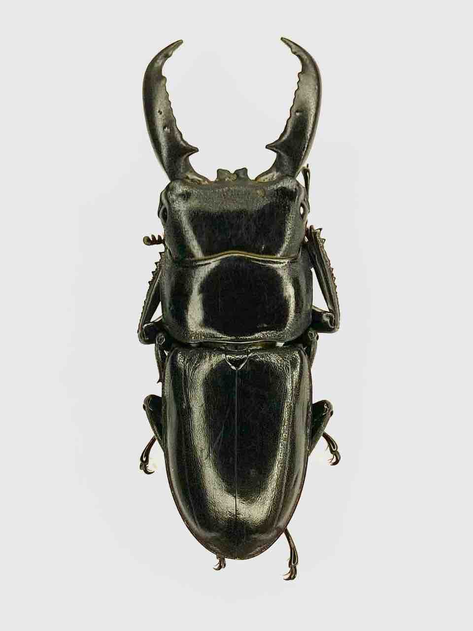 ツシマヒラタクワガタ飼育記 : 黒虫農場