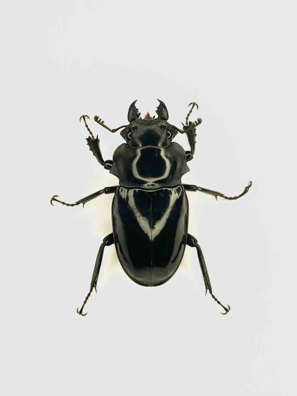 ダールマンツヤクワガタ(celebensis・C,Sulawesi)飼育記 : 黒虫農場 ダールマンツヤクワガタ(celebensis・C,Sulawesi)飼育記 : 黒虫農場