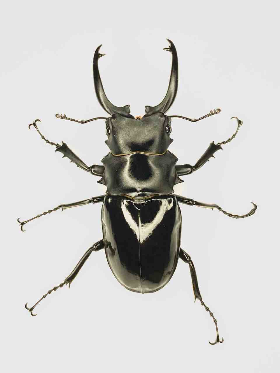 ダールマンツヤクワガタ(celebensis・C,Sulawesi)飼育記 : 黒虫農場