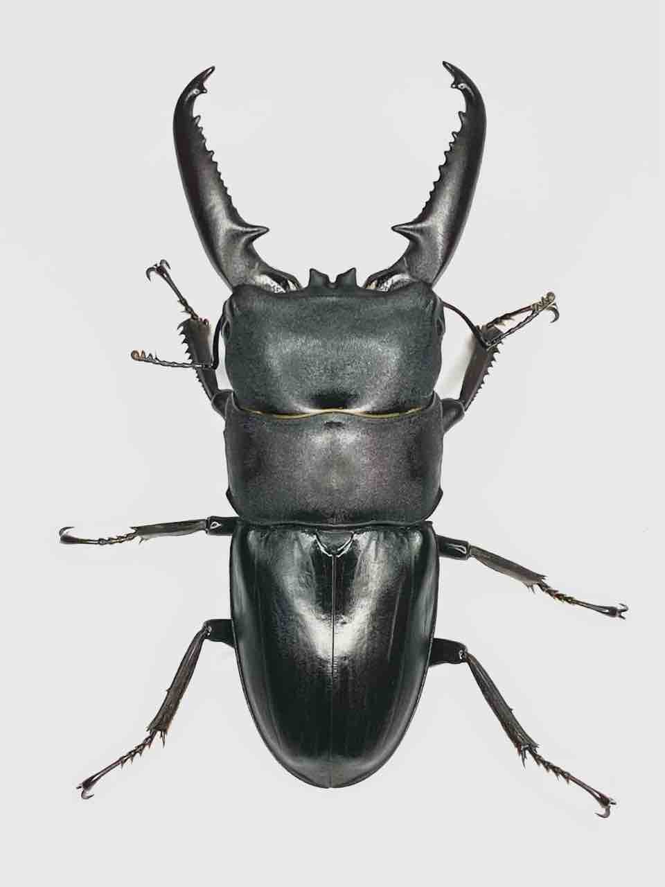 ツシマヒラタクワガタ飼育記 : 黒虫農場