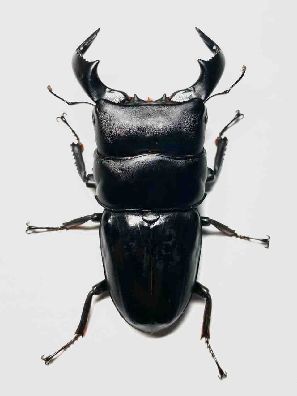 ダイオウヒラタ　♂84㎜、♀46㎜、♀46㎜　計3頭　WF1 ダイオウヒラタ(東)飼育記～WF1～ : 黒虫農場