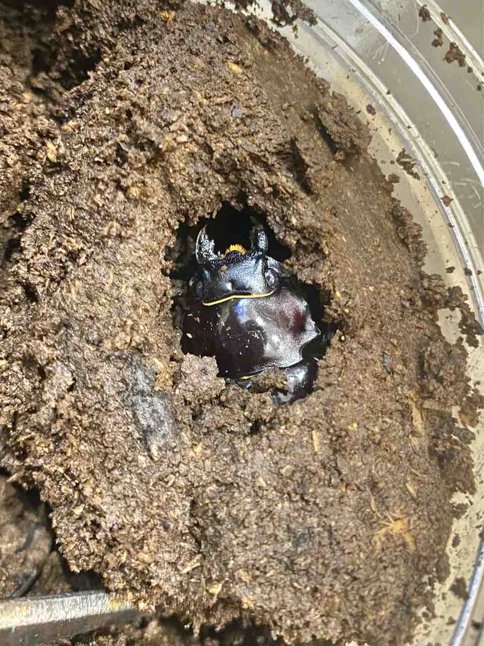ダールマンツヤクワガタ(celebensis・C,Sulawesi)飼育記 : 黒虫農場 ダールマンツヤクワガタ(celebensis・C,Sulawesi)飼育記 : 黒虫農場