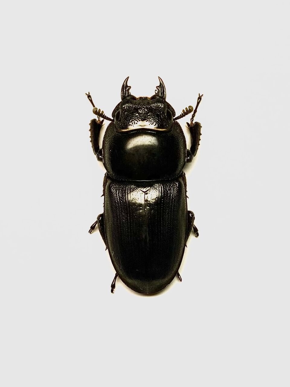 タウルスヒラタ(原名亜種-スマトラ)飼育記～WF1～ : 黒虫農場