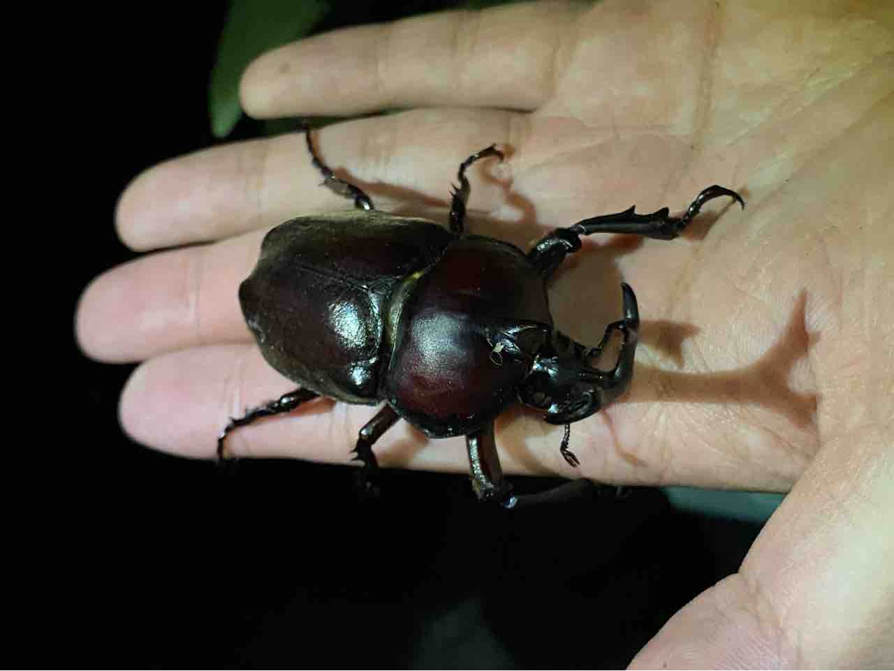 対馬採集記〜飼育マンVS対馬〜 : 黒虫農場