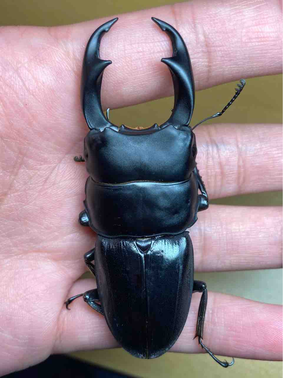 4*e様 週末のみセール 黄縞斑 パリー トランカータ オスプレイ 検) オリザ 4*e様 週末のみセール 黄縞斑 パリー トランカータ オスプレイ 検