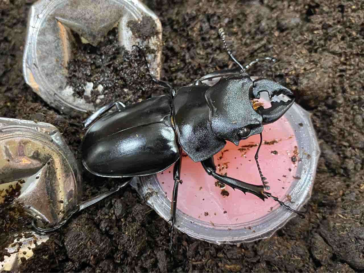 スティーブンスツヤクワガタ(原名亜種)飼育記 : 黒虫農場
