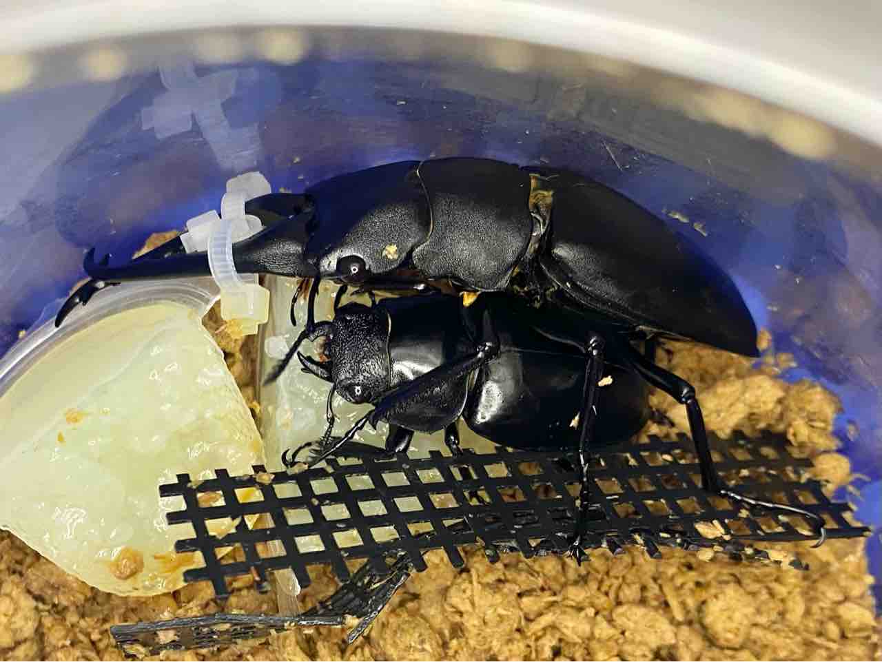 ギラファノコギリクワガタ(フローレス島)飼育記 : 黒虫農場