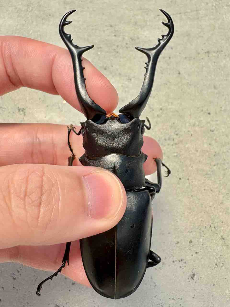 ギラファノコギリクワガタ(フローレス島)飼育記 : 黒虫農場