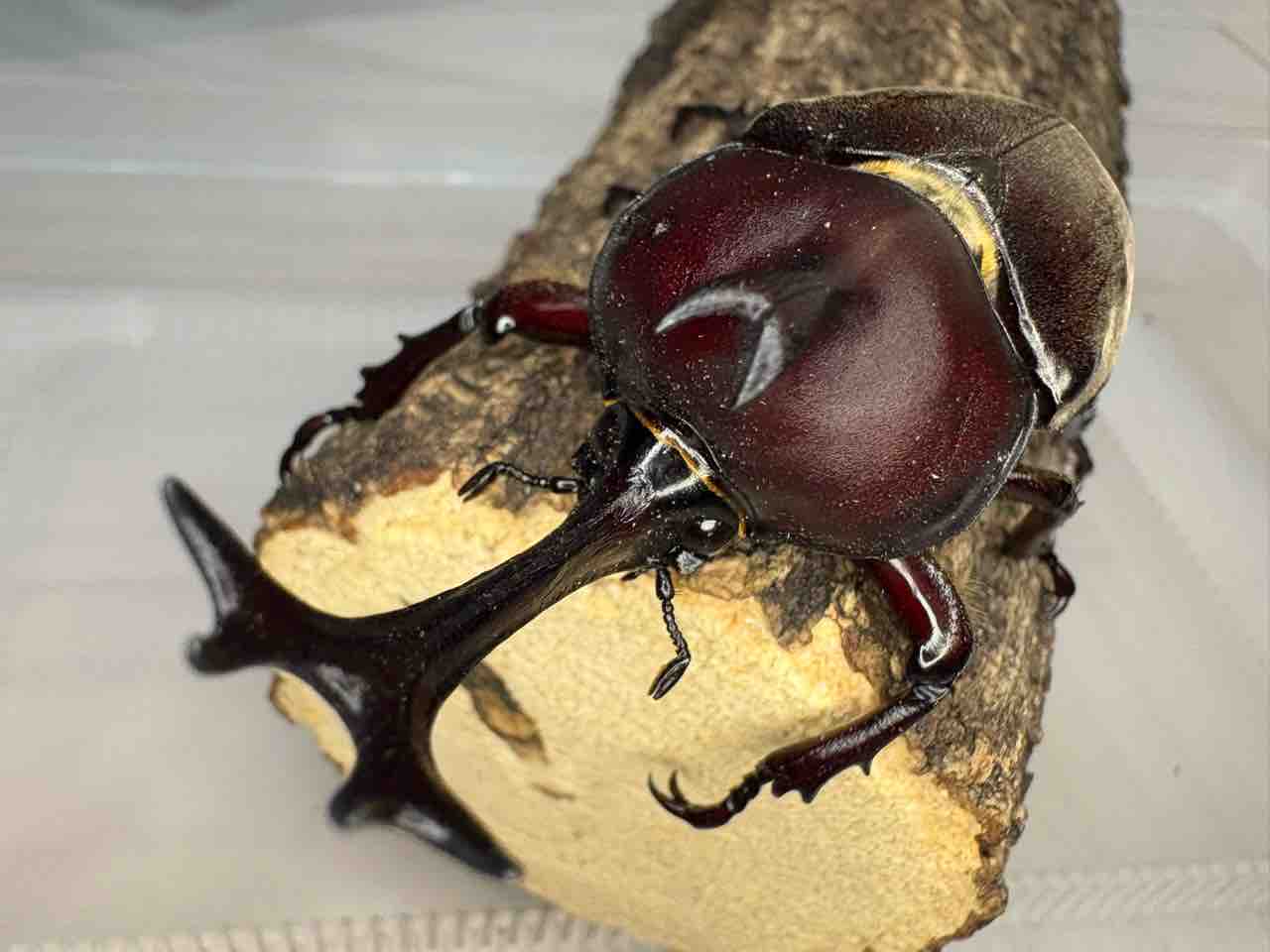 カブトムシを飼おう！ : 黒虫農場