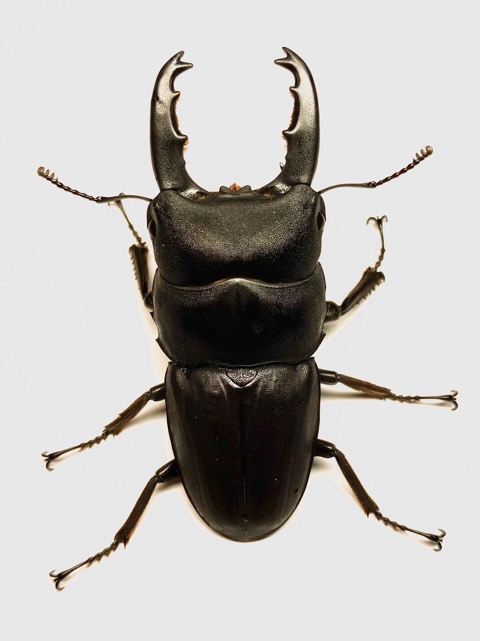 タウルスヒラタ(原名亜種-スマトラ)飼育記～WF1～ : 黒虫農場