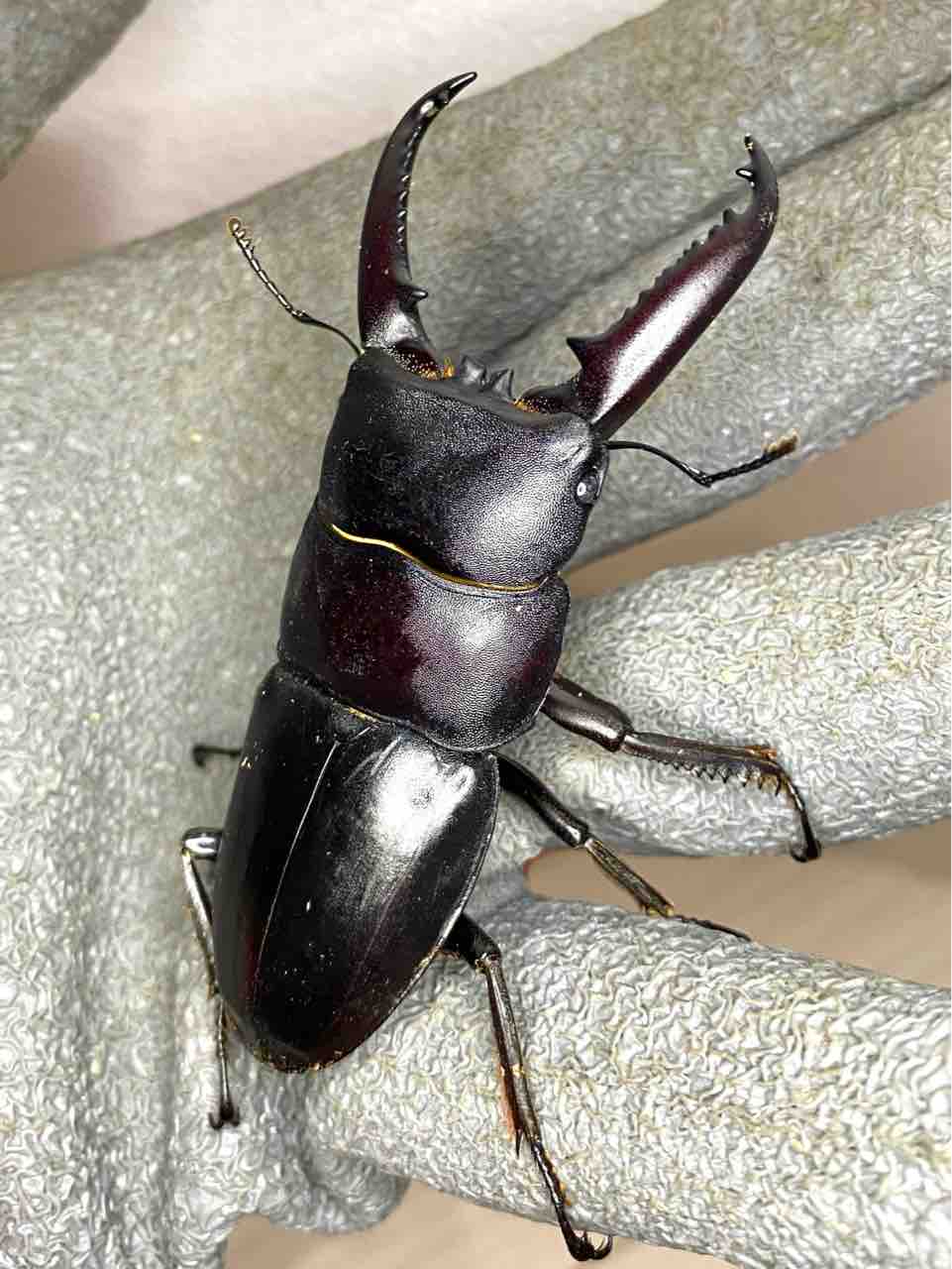 ヒラタクワガタ ツシマヒラタクワガタ飼育記 : 黒虫農場