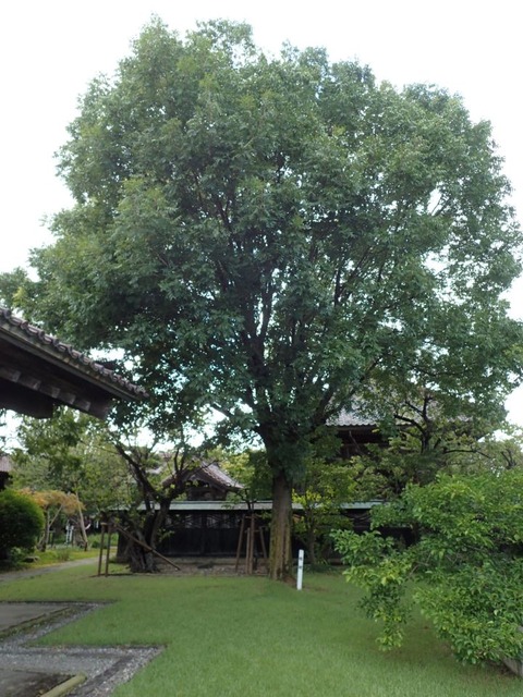 2025 9 山形 鶴岡 致道館 (14)