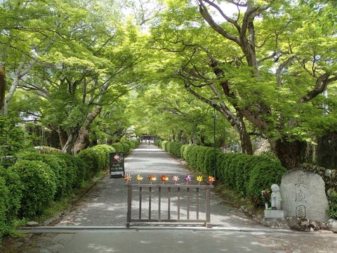 2026 4 滋賀 比叡山坂本 西教寺 (4)