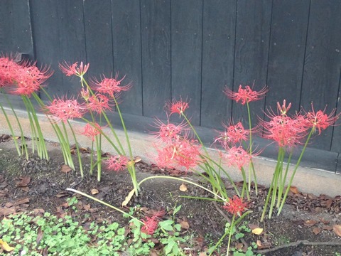 2025 9 山形 鶴岡 致道館 (34)