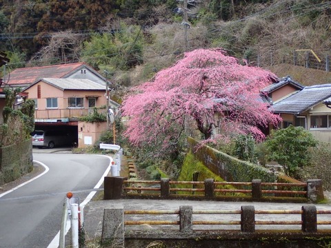 2023 2 11 鹿児島 川内高城温泉 (2)