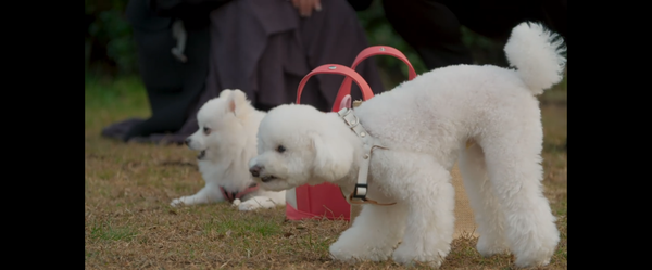 FireShot Capture 140 - Amazon.co.jp_ バチェ