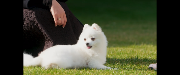 FireShot Capture 090 - Amazon.co.jp