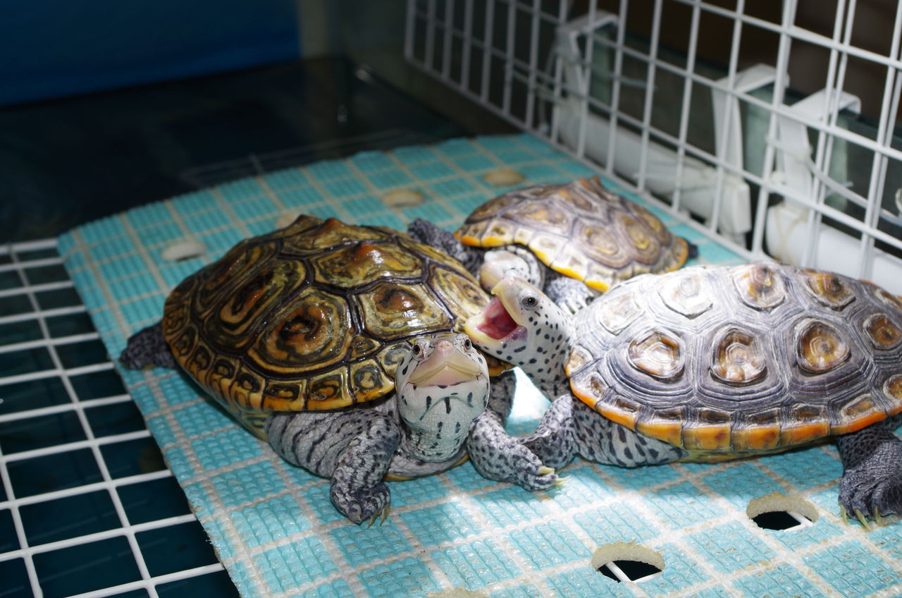 あくびばかりのカメ テラピン水槽 あくびばかりのカメ テラピン水槽