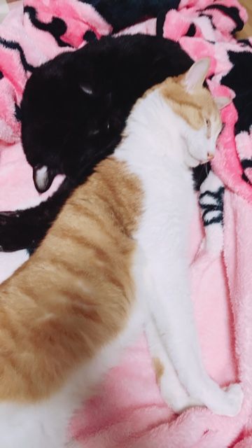 寝子 猫6匹のいる生活