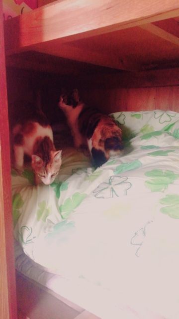 上下関係 猫6匹のいる生活 上下関係 猫6匹のいる生活