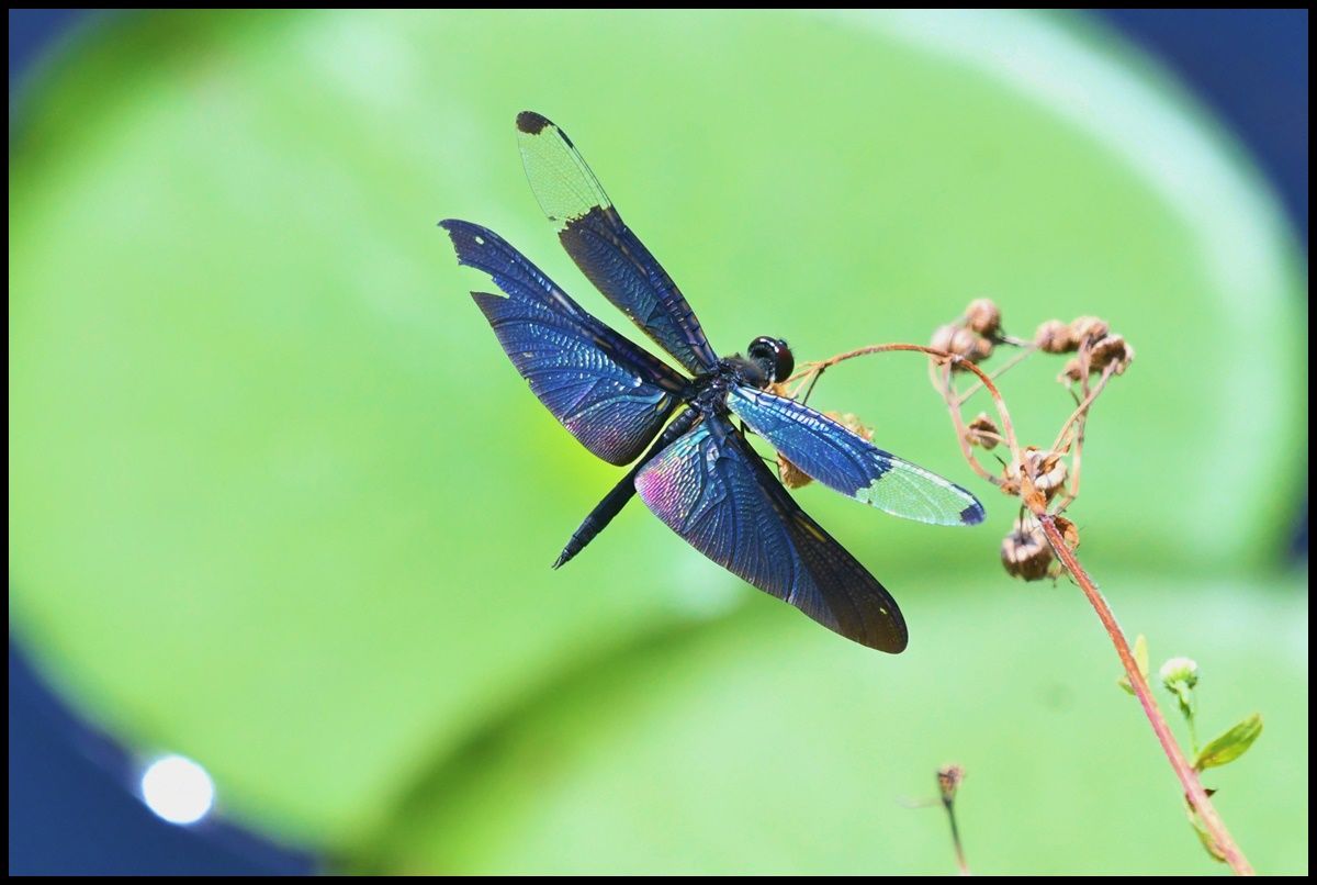 アンドレアスツェッペ 青トンボ 2021 750ml Andreas Tscheppe