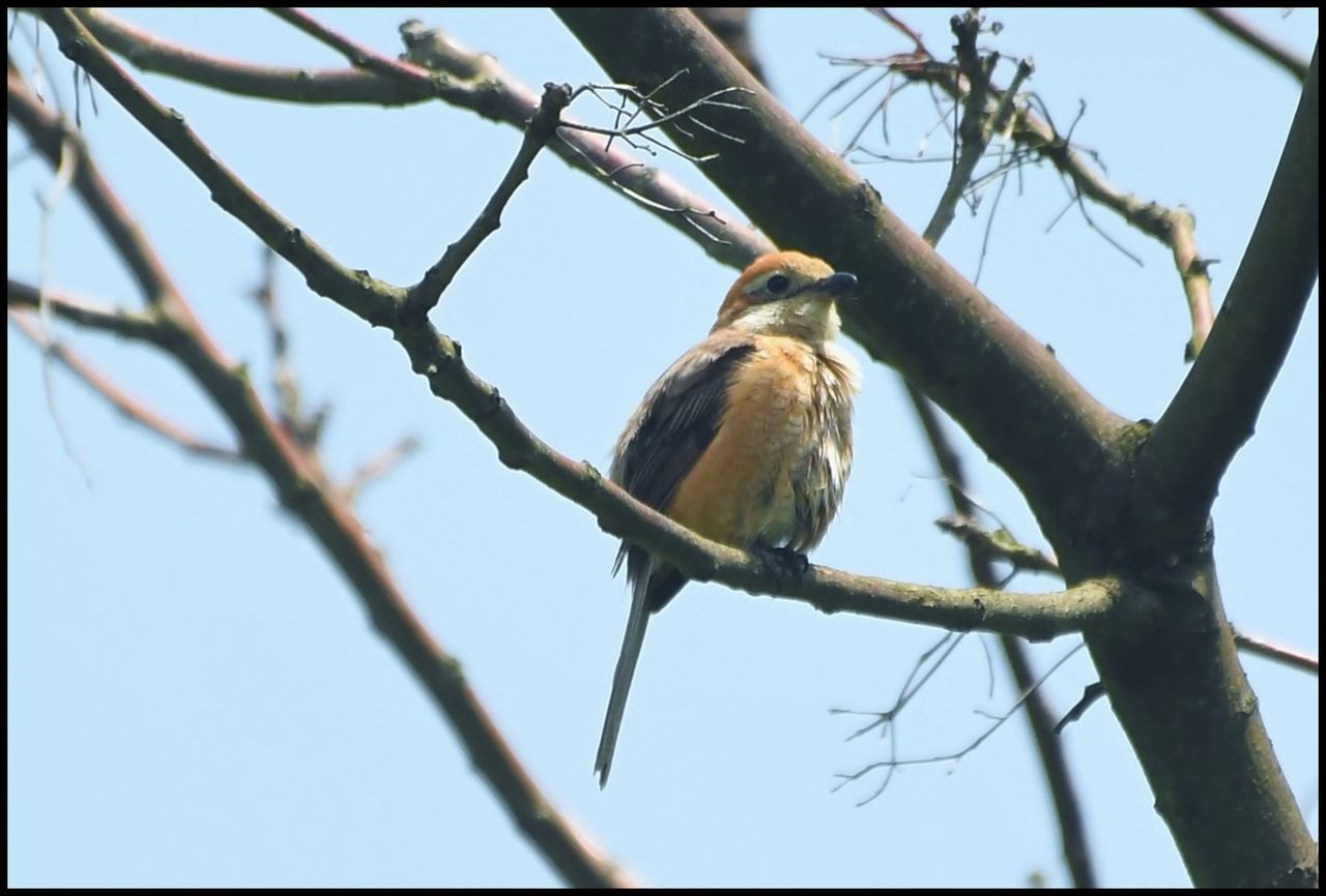 百の舌を持った鳥 モズの毛繕い てるてる坊主 百の舌を持った鳥 モズの毛繕い てるてる坊主