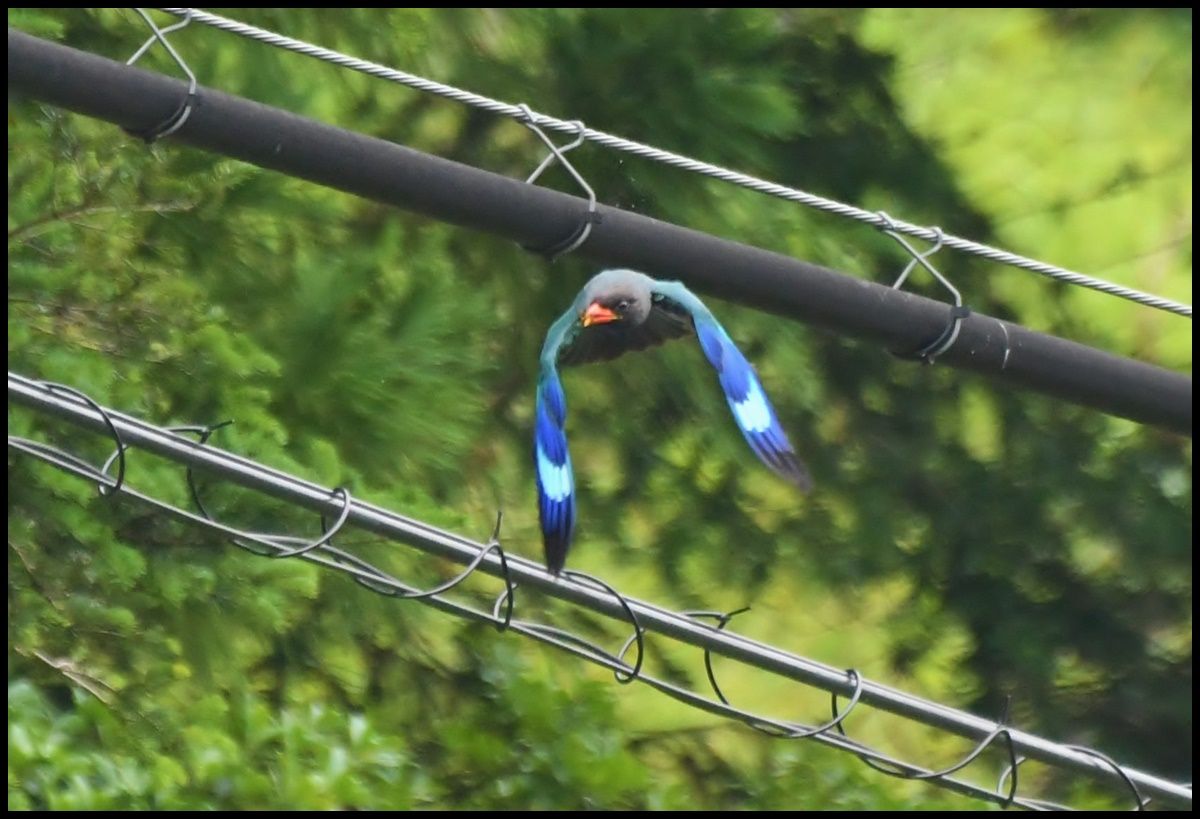 鳴き声を間違われたて付いた名前がブッポウソウ てるてる坊主 鳴き声を間違われたて付いた名前がブッポウソウ てるてる坊主