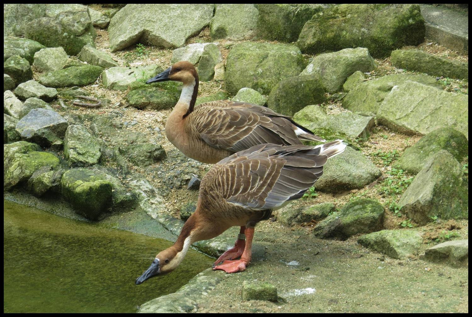 まれな旅鳥 サカツラガン てるてる坊主 まれな旅鳥 サカツラガン てるてる坊主
