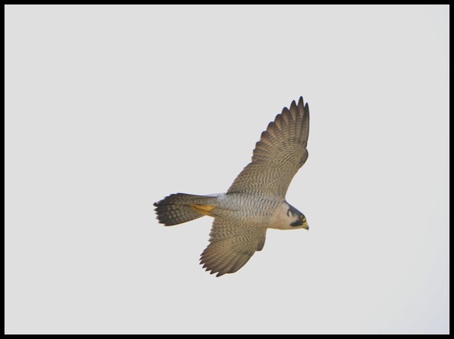 ハヤブサDSC_7746