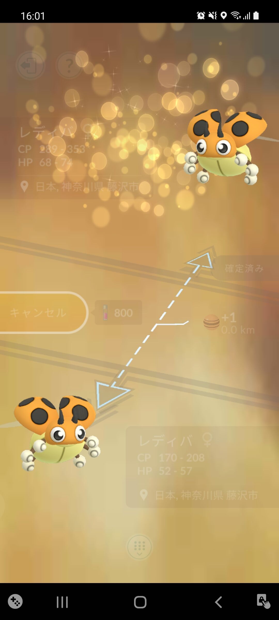 色違い3つ星レディバ ゲット Terumonぼうけんノート