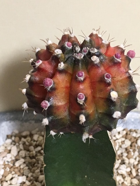 緋牡丹 こういうのでも 接ぎ降ろしたらいずれ枯れますか たにさぼちゃんねる サボテン 多肉植物専門まとめサイト