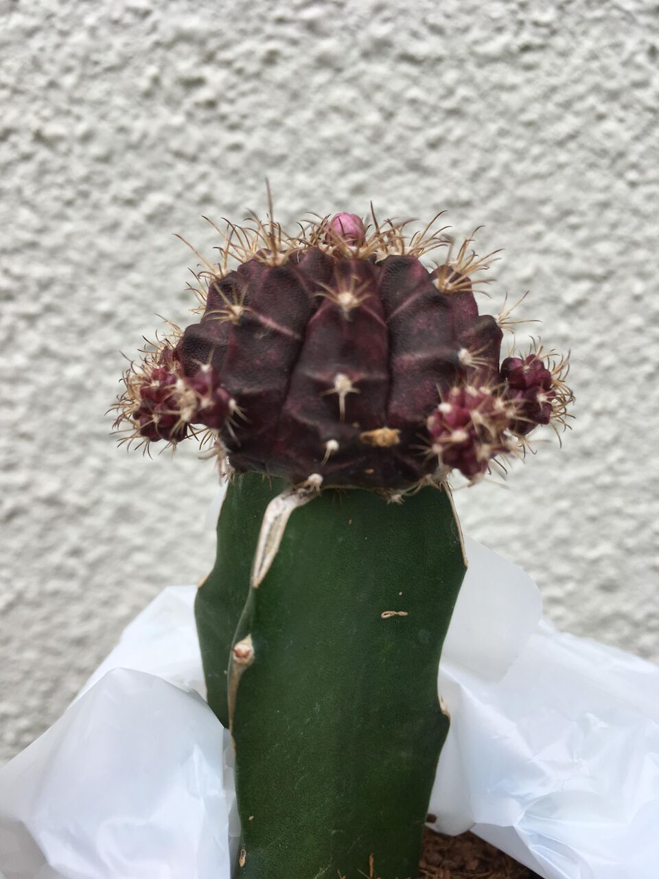 緋牡丹 こういうのでも 接ぎ降ろしたらいずれ枯れますか たにさぼちゃんねる サボテン 多肉植物専門まとめサイト