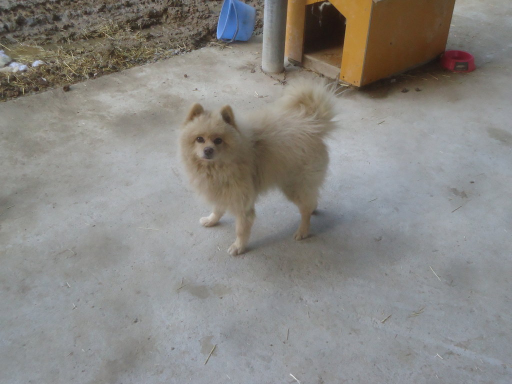 コンクリートの出来具合 但馬牛 照長土井物語