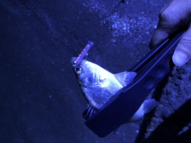 【がまかつ】宵姫華 S74L-Solid がまかつ】宵姫 華 S74L Solid : ガマさん釣行記