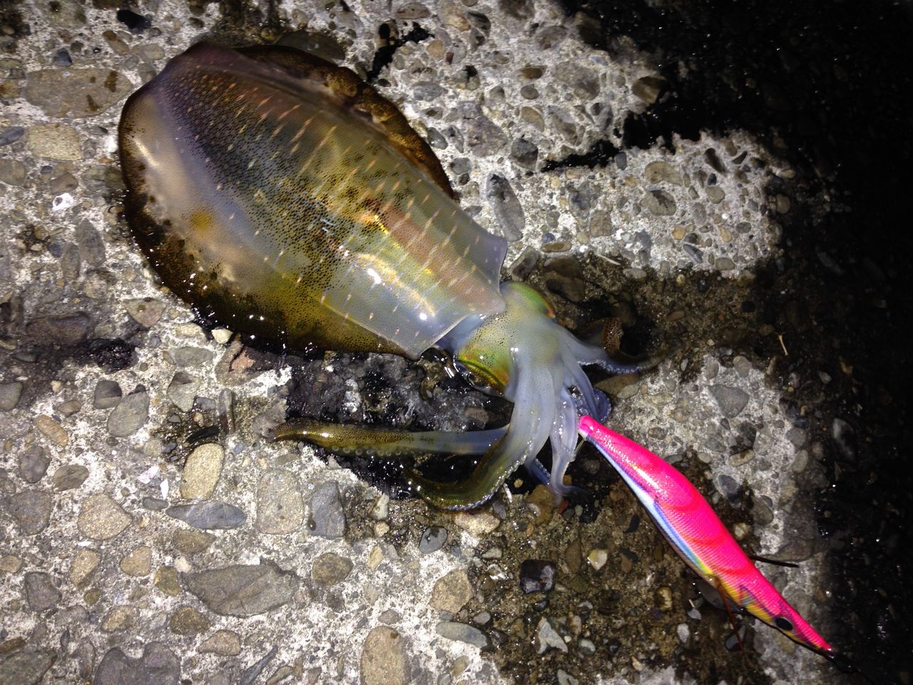 上天草 龍ヶ岳 エギング 秋イカ開幕 ガマさん釣行記