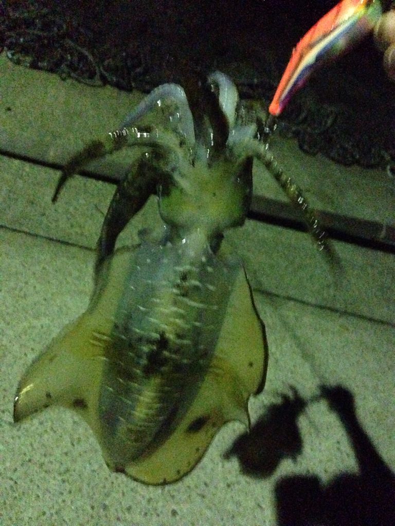 ヤマガ】カリスタ 89ML TZ NANO を使ってみた : ガマさん釣行記