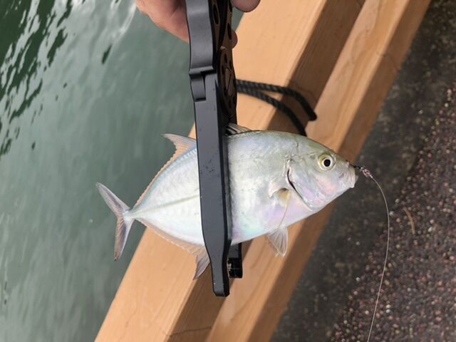 がまかつ】宵姫 華 S74L Solid : ガマさん釣行記