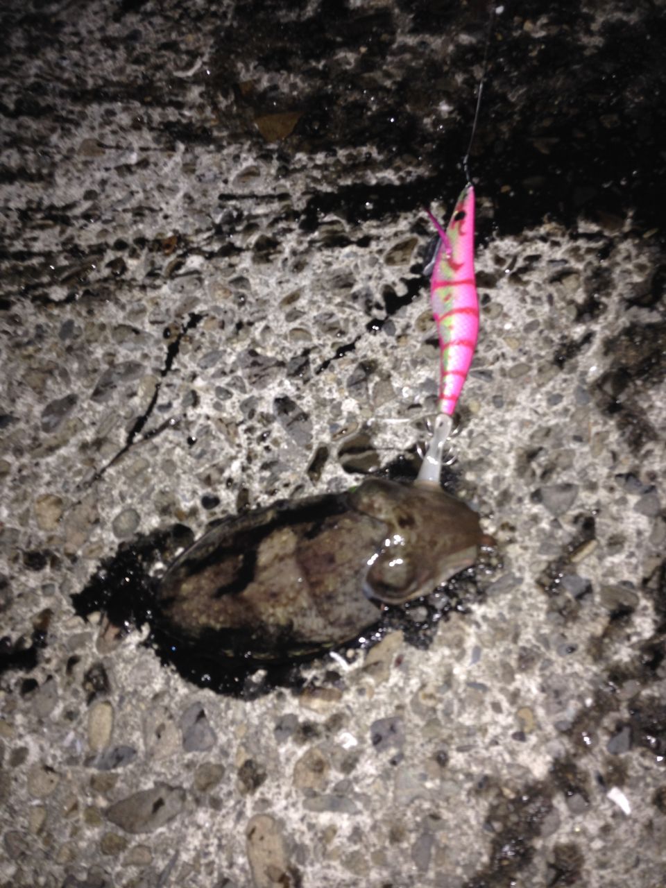 上天草 龍ヶ岳 エギング 秋イカ開幕 ガマさん釣行記