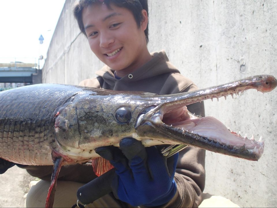 大阪でアリゲーターガー捕獲 外来種が熊本でも ガマさん釣行記