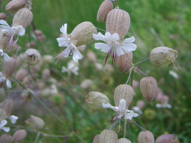 シルクロードの花 山小屋だより