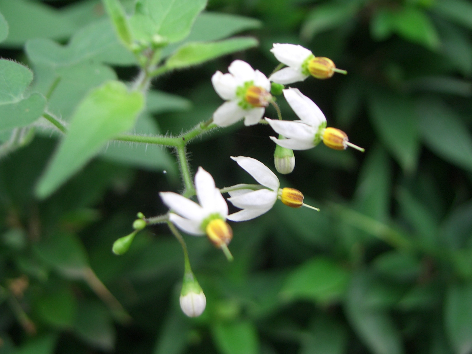 ヒヨドリジョウゴ 山小屋だより