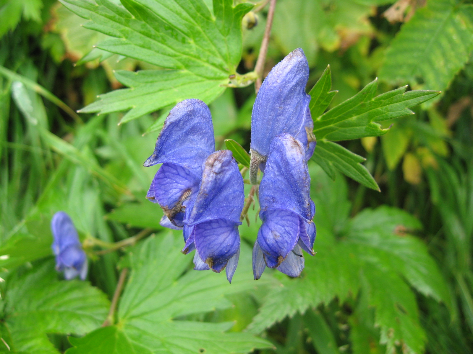 栂池 雪倉 朝日岳 その１１ 山小屋だより