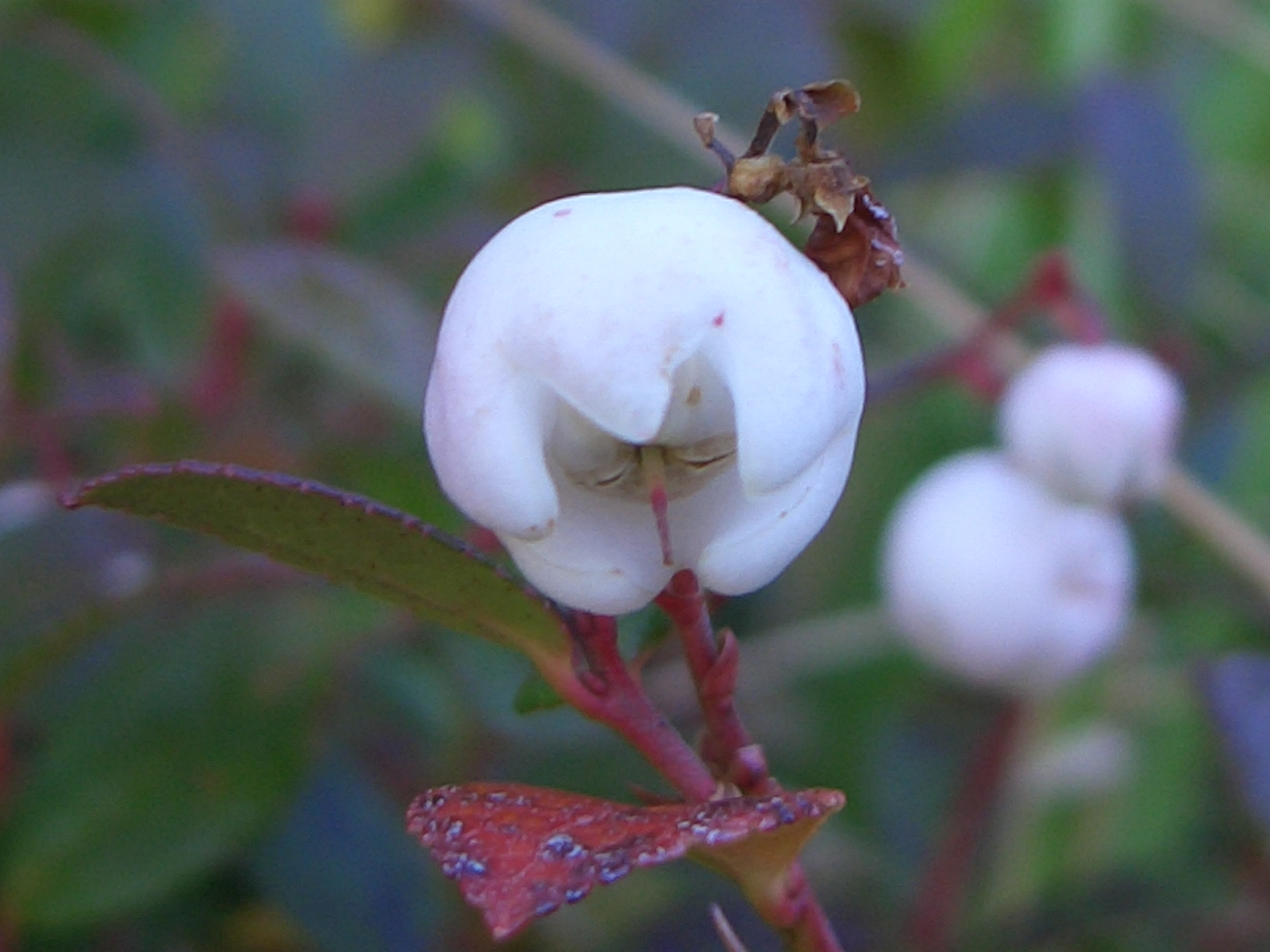 立山の花 その４ 山小屋だより